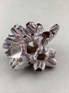 PURPLE BARNACLE CORAL CLUSTER SEA SHELL REEFTANK AQUARIUM DECOR - Picture 1 of 5