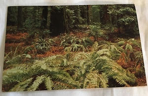 Cartolina California Redwoods Ketner News Agency Sam Rafael pubblicata 26 febbraio 1951 - Foto 1 di 9