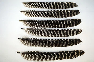 50 - Grade #1 Right Wing Wild Turkey Primary Wing Feathers w/o Quill - Image 1 of 3