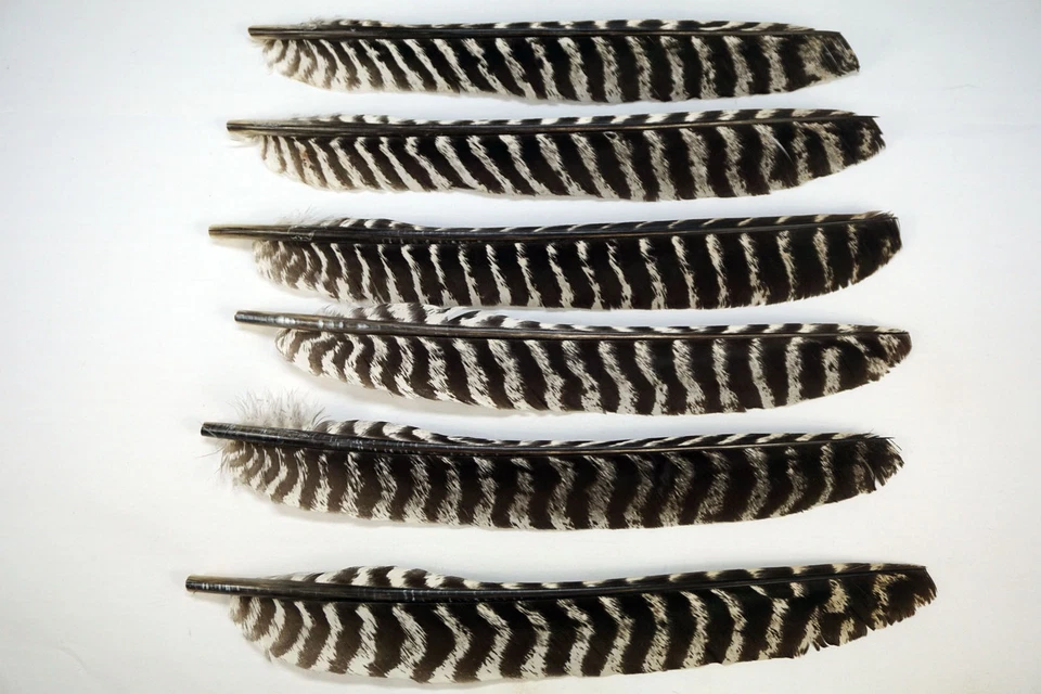 50 - Grade #1 Right Wing Wild Turkey Primary Wing Feathers w/o Quill - Image 1 of 3