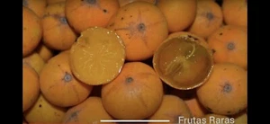 Very Rare Fruit Tree Giant Yellow Jaboticaba Var. Cabeludihna Da Cruz - Picture 1 of 6