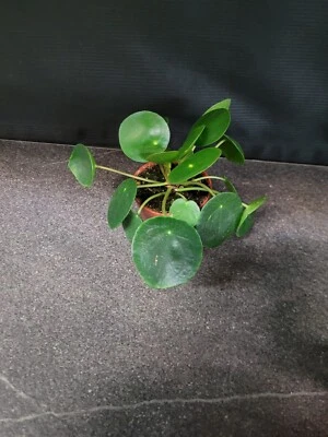 Pilea peperomioides Ufopflanze chin. Geldbaum Glückstaler im  ca. 6 cm Topf  - Bild 1 von 4