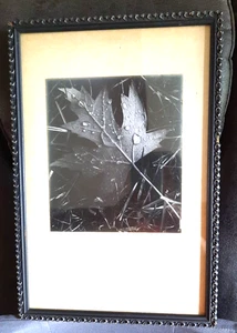 Foto de colección de naturaleza en blanco y negro hoja de arce bajo la lluvia firmada por Steve Van Allen 1974 - Imagen 1 de 23