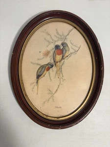 Vintage J Gould Parakeet Tropical Birds In Wooden Oval Frame Print Antique - Picture 1 of 7
