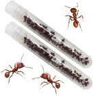 Two Tubes of Live Harvester Ants with Instruction Guide