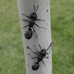 6 Pcs Ant Statue Home Decor Figurine Desk Ants Sculpture Large Child - Picture 1 of 12