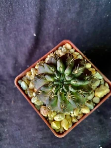 Neochilenia huascensis, cactus plant - Picture 1 of 7