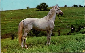 Postcard "Soucieux" Arabian Stallion, Cross Bar Ranch Stables, Fort Worth Texas - Picture 1 of 2