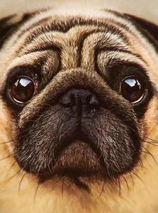 3D Lenticular Picture Close up shot of Pug Dog's head size 39 x 29cm - Picture 1 of 1
