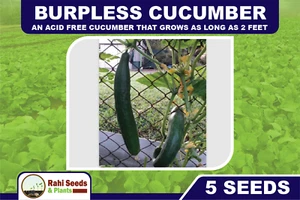 Burpless Cucumber - An Acid Free Cucumber that Grows as Long as 2 Feet - 5 Seeds - Picture 1 of 6