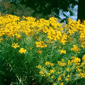 Aster linosyris, Goldhaar-Aster, gelb, ca. 9x9 cm Topf - Bild 1 von 1