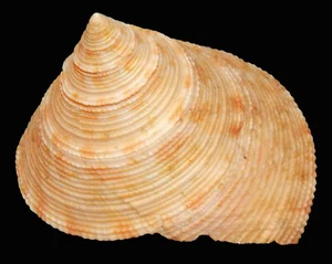 Calliostoma formosense mm 46 Conchiglia di Mare Gasteropode Chiocciola Circolare - Foto 1 di 2