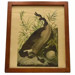 Antiker "JOHN J. AUDUBON" LITHO DRUCK gerahmt "CANADA GOOSE" kanadischer "TELLER CCI" - Bild 1 von 8