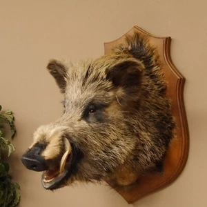Cinghiale Europea Sus Scrofa Testa di H 71cm Trofeo 34.1.67 - Foto 1 di 10
