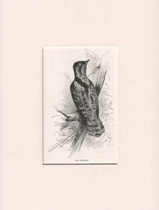 ALTER ANTIKER VOGEL STICH 1916 DRUCK FERTIG MONTIERT DER WENDEHALS - Bild 1 von 1