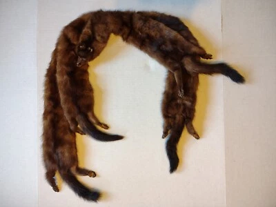 Vintage Mink Fur 4 Full Body Pelt 57” L Stole Wrap A.J. Christensen Milwaukee WI - Image 1 of 4