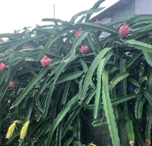 Red Dragon Fruit Plant Cutting, 12- 20cm Moon night flower with edible fruit x 1 - Picture 1 of 24