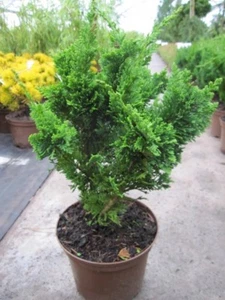 Chamaecyparis lawsoniana Wisselii 20-30 cm - Form der Scheinzypresse - Bild 1 von 1