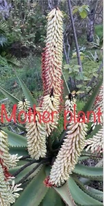White Flower Aloe ferox (Cape Aloe ) -Live Plant / Succulent Agave Rare Aloes - Picture 1 of 7