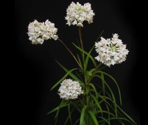 Orchid. Collectable. Neobenthamia gracilis. 6. x Keiki. - Picture 1 of 5