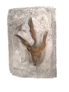 Grallator Dinosaur Footprint (cast replica) - Picture 1 of 1