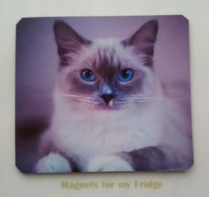 BEAUTIFUL BLUE EYES KITTEN / CAT NOVELTY PHOTO FRIDGE MAGNET - M33 F - Picture 1 of 1