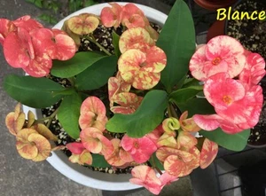 Crown of thorns Blance Mil Colores Cutting Euphorbia Milii Corona De Cristo Rare - Picture 1 of 3