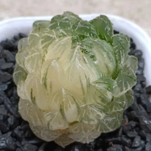 Haworthia Emerald Cloud Variegated display in 7cm pot Rare Succulent Plant  - Picture 1 of 5