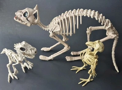 Halloween Lot of Cat Bird And Dinosaur Skeletons Decorating Poseable Decor - Image 1 of 4