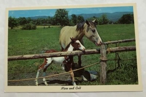 Mare & Colt Postcard (D2) - Picture 1 of 2