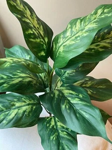 Pianta di DIEFFENBACHIA maculata di seta 18" XL 14 FOGLIE, base in pietra - Foto 1 di 6