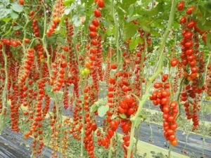 VERY SWEET DATTERINO TOMATO, 25 tomato seeds + FREE FREE GUIDE - Foto 1 di 1