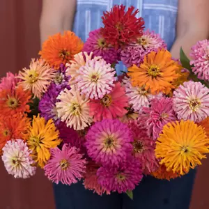 200+ CACTUS FLOWERED ZINNIA SPRING MIX -- HEAT DROUGHT TOLERANT --- COLORFUL - Picture 1 of 3