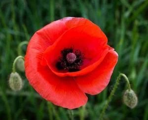 TULIP POPPY RED FLOWER SEEDS Easy Grow Flower Seeds Spring Summer Garden Flower - Picture 1 of 1