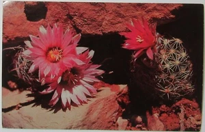 Rote Hecke Schwein Kaktus Blüte Vintage Postkarte unbesendet  - Bild 1 von 2