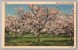 Cartolina Alberi da olio di Tung in Mississippi - Foto 1 di 2
