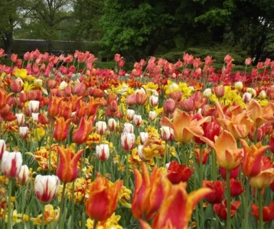 @/(◕‿◕)@ 100 Tulpen TOP Mischung Tulpenzwiebeln Blumenzwiebeln - Bild 1 von 4