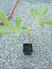 Horse Chestnut Saplings, Collection Only