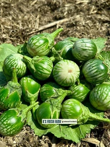 Eggplant Seeds(White+Purple Round/Long Purple/Green Thai) Cà Pháo/ Cà tím/Cà dĩa - Picture 1 of 27