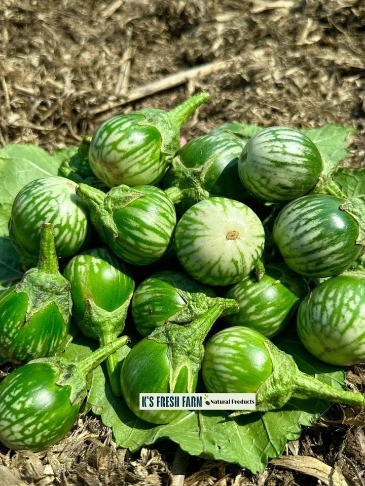 Eggplant Seeds(White+Purple Round/Long Purple/Green Thai) Cà Pháo/ Cà tím/Cà dĩa - Image 1 of 4