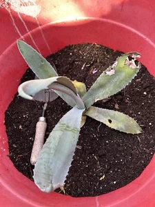 American Blue Agave Plant Bare Root (Century Plant) - Picture 1 of 2