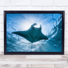 Manta Ray Underwater Lagoon Dive Sea Ocean Alfredi Scuba Wall Art Print