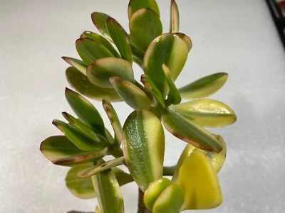 One 4" Lemon Lime Jade cutting variegated Succulent Crassula Ovata - Image 1 of 3