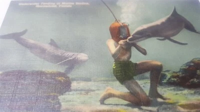 Postal de colección de la estación marina de alimentación submarina Marineland Florida años 40 P10 Foto 1 de 4