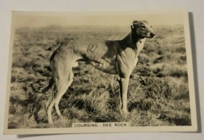 1935 Pattreiouex Sporting Events and Stars #47 Coursing - DEE ROCK (B) - Image 1 of 2