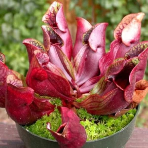 Sarracenia Purpurea ssp Purpurea - 15 / 100 Seeds - Carnivorous Plant - Picture 1 of 1