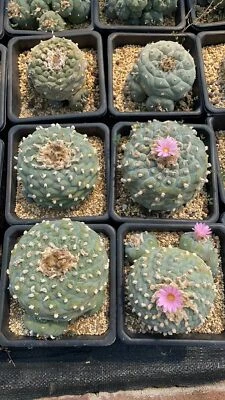 Single head A huge raresucculent cactus plant Haveroots norootstock 9-12CM - Image 1 of 4