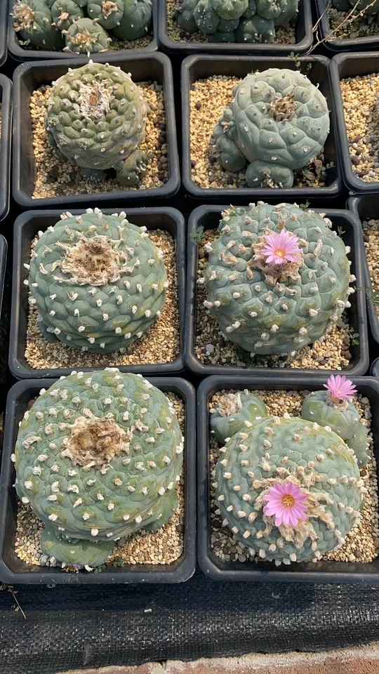 Single head A huge raresucculent cactus plant Haveroots norootstock 9-12CM - Image 1 of 4