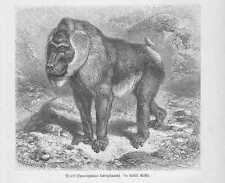 Drill Mandrillus leucophaeus Holzstich von 1891 Affe Affen