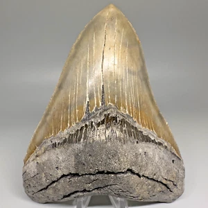 High Quality Sharply Serrated 5.58” Fossil Megalodon shark Tooth- USA - COLORS!! - Picture 1 of 6
